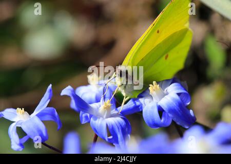 Schwefel (Gonepteryx rhamni) auf einer Sternhyazinthe im Frühjahr, Sachsen, Deutschland Stockfoto