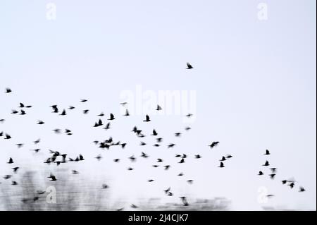 Aaskrähe (Corvus corone) und westliche Dohlen (Corvus monedula), Vögel sammeln sich in der Dämmerung, vor dem Abflug nach Roost, Bottrop, Ruhrgebiet, Norden Stockfoto