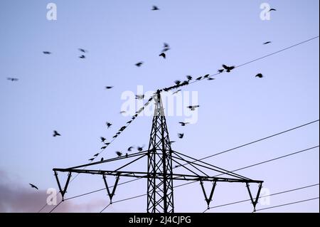 Aaskrähe (Corvus corone) und westliche Dohlen (Corvus monedula), Vögel sammeln sich in der Dämmerung, vor dem Abflug nach Roost, Bottrop, Ruhrgebiet, Norden Stockfoto