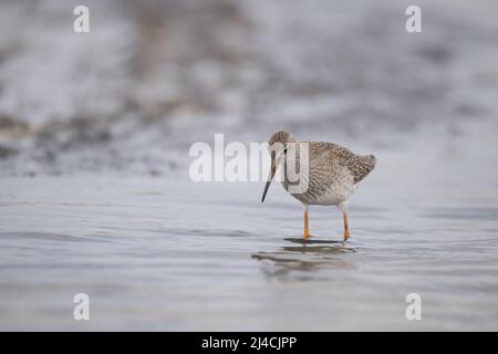 Rotschenkel (Tringa totanus), Vogel im Jugendgefieder, der in den flachen Gewässern der Ostsee während der Ruhephase auf Nahrungssuche ist, Vorpommersche Stockfoto