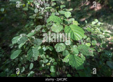 Schwarzerle (Alnus glutinosa), Zweig mit Blättern von oben, Nationalpark Vorpommersche Boddenlandschaft, Mecklenburg-Vorpommern Stockfoto