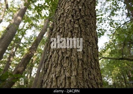 Schwarze Erle (Alnus glutinosa), Rinde im Detail im Vordergrund, Wald im Hintergrund, Nationalpark Vorpommersche Boddenlandschaft Stockfoto