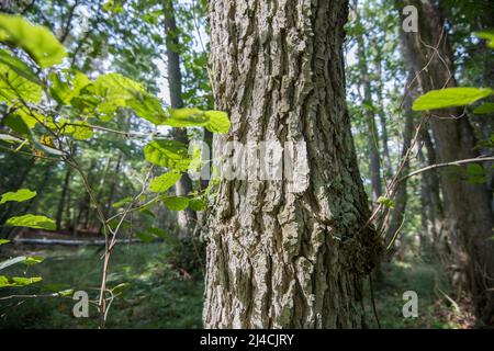 Schwarze Erle (Alnus glutinosa), Rinde im Detail im Vordergrund, Wald im Hintergrund, Nationalpark Vorpommersche Boddenlandschaft Stockfoto