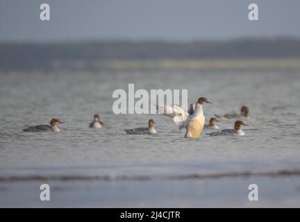 Ein gewöhnlicher Merganser (Mergus merganser), eine große Gruppe, die in der flachen Ostsee in der Nähe des Strandes schwimmt, rafft ein Vogel auf und flatscht Stockfoto