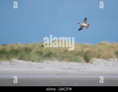 Merganser (Mergus merganser), Vogel, der über den Ostseestrand fliegt, Nationalpark Vorpommersche Boddenlandschaft, Mecklenburg-West Stockfoto