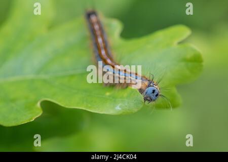 Lakaienmotte (Malacosoma neustria), Raupe kriecht über ein Eichenblatt und isst, Dieselfordter Wald, Nordrhein-Westfalen Stockfoto