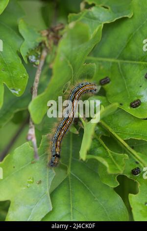 Lakaienmotte (Malacosoma neustria), Raupe kriecht über ein Eichenblatt und isst, Dieselfordter Wald, Nordrhein-Westfalen Stockfoto