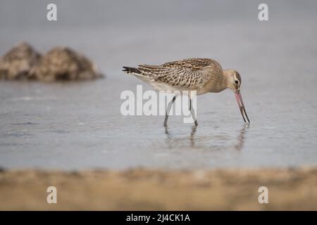 Barschwanzgottchen (Limosa lapponica), erfolgreich auf der Suche nach Nahrung in den flachen Gewässern der Ostsee, Nahrung im Schnabel, Vorpommersche Stockfoto