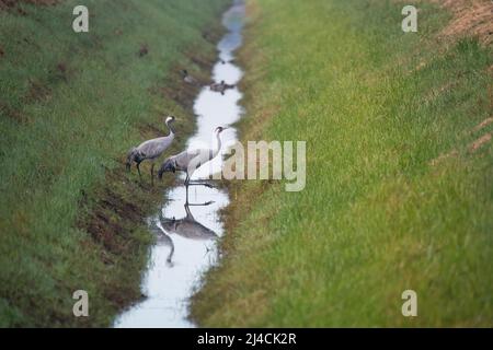 Gewöhnlicher Kranich (Grus grus), zwei Vögel, die durch einen Drainagegraben auf einem Feld auf Nahrungsskärtiche gehen, Niedersachsen Stockfoto