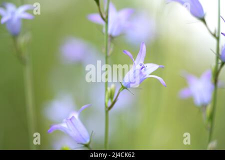 Gramponige Glockenblume (Campanula rapunculus), blühend auf einer Wiese am Waldrand, Solingen, Deutschland Stockfoto