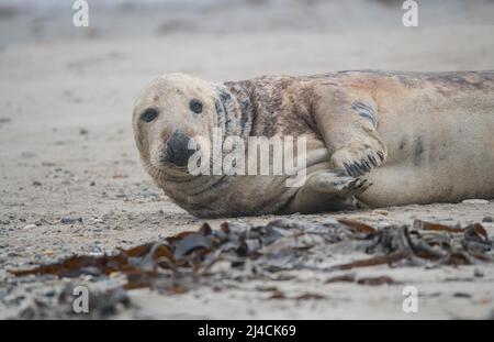 Graurobbe (Halichoerus grypus), Weibchen am Strand liegend, ihr Fell reinigend, Helgoland, Schleswig-Holstein Stockfoto