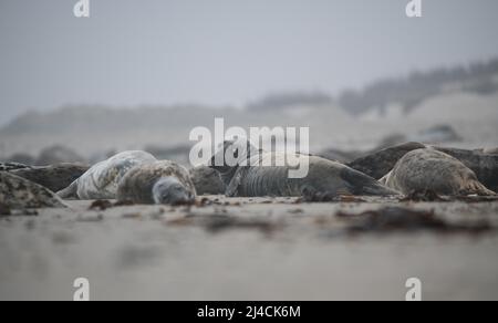 Graurobbe (Halichoerus grypus), Gruppe am Strand liegend und schlafend, ein Tier hat ein blindes Auge, Helgoland, Schleswig-Holstein Stockfoto