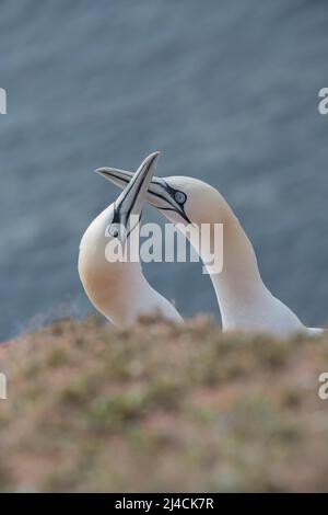 Nördliche Gannette (Morus bassanus), Balz und Willkommensritual bei der Rückkehr des Kumpel, Helgoland, Schleswig-Holstein, Deutschland Stockfoto