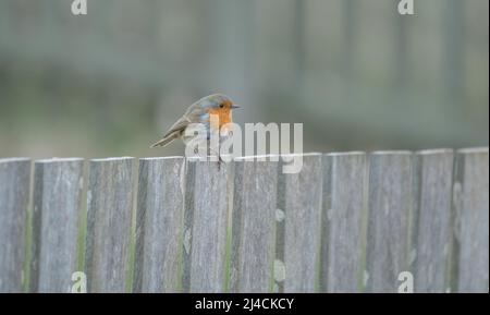 Europäischer Rotkehlchen (Erithacus rubecula), Vogel am Gartenzaun, Helgoland, Schleswig-Holstein, Deutschland Stockfoto