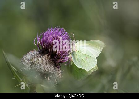 Schwefel (Gonepteryx rhamni), sitzend auf blühender Distel und Fütterung, Eifel, Deutschland Stockfoto