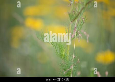 Geruchloses Mayweed (Tripleurospermum inodorum), Nahaufnahme von Stamm und Blatt, Königshovener Hoehe, Deutschland Stockfoto