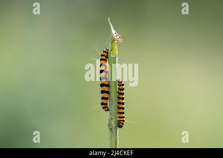 Zinnobermotte (Tyria jacobaeae), zwei Raupen, die auf Jakobskraut sitzen und füttern, Futterpflanze (jacobaea vulgaris), Königshovener Hoehe, Deutschland Stockfoto