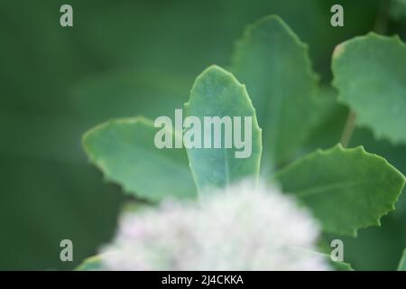 Auffälliger Steinbrocken (Hylotephium spectabile), Blattdetail von oben, Velbert. Deutschland Stockfoto