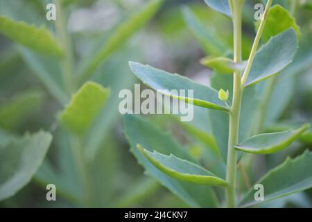 Auffällige Steinpfaue (Hylotephium spectabile), Nahaufnahme von Stamm- und frischen Blatttriebsprossen, Velbert. Deutschland Stockfoto