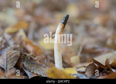 Stinkhorn (Mutinus caninus), Pilz, der zwischen Blättern auf dem Waldboden eines gemischten Laubwaldes wächst, Sprockhoevel, Deutschland Stockfoto