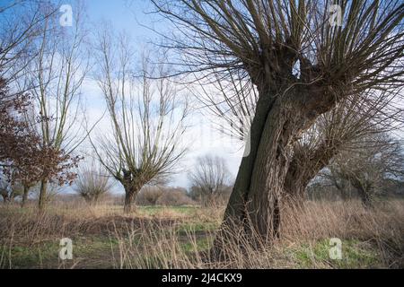 Weiden (Salix), alte Trauerweiden mit reichlichen Totholzstrukturen als Ort für Biodiversität, Naturschutz, Düsseldorf, Deutschland Stockfoto