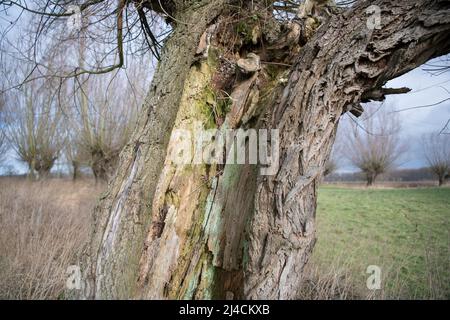 Weiden (Salix), alte Trauerweiden mit reichlichen Totholzstrukturen als Ort für Biodiversität, Naturschutz, Düsseldorf, Deutschland Stockfoto