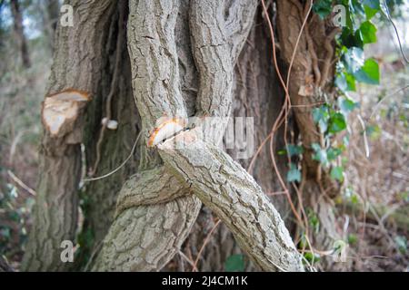 efeu schutz Hecke am laufenden Meter Efeu
