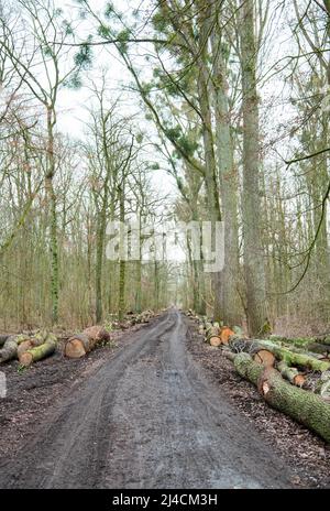 Forstwirtschaft im Wald, breite Forststraße mit Spuren von einem Erntemaschinen, abgeriebene Bäume liegen rechts und links zum Entfernen bereit, Düsseldorf Stockfoto