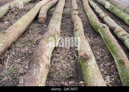Forstwirtschaft im Wald, frisch gefällte Bäume liegen am Rande der Forststraße, bereit zum Entfernen, Düsseldorf, Deutschland Stockfoto