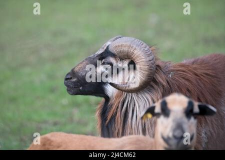 Kamerun Schafe, Naturschutzgebiet für den Erhalt von freiem Land, Düsseldorf, Buck, Deutschland Stockfoto