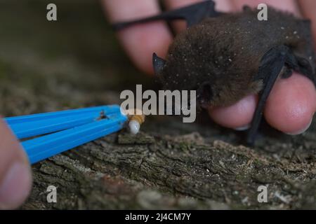 Zwergfledermaus (Pipistrellus pipistrellus), Fütterung in einer Futterstation für verletzte Tiere, Wuppertal, Deutschland Stockfoto