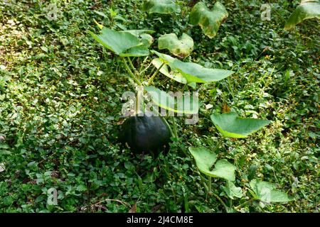 Cucurbita maxima, allgemein bekannt als Kürbis, Grüne Rebe von Kürbispflanzenbaum, der auf dem Boden wächst Stockfoto