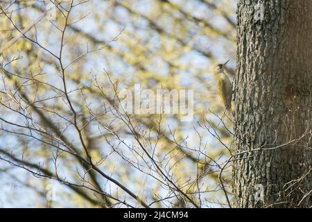 Grünspecht (Picus viridis), sitzt am Baumstamm und sucht in der Borke nach Nahung, Düsseldorf, Deutschland Stockfoto