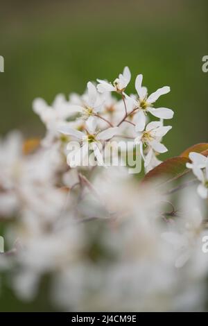 Snowy mespilus (Amelanchier lamarckii), Velbert, Deutschland Stockfoto