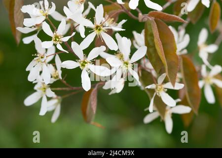 Snowy mespilus (Amelanchier lamarckii), Velbert, Deutschland Stockfoto