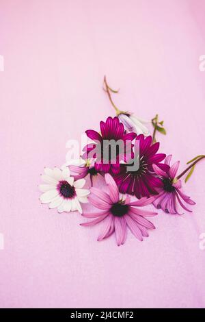 Wildblumen in lila und rosa Tönen Stockfoto