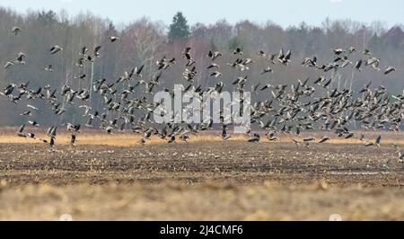 Große Herde von Gänsen (Anser fabalis) und Großgänsen (Anser albifrons), die im Frühjahr tief über dem Trockenfeld fliegen und schließlich landen Stockfoto