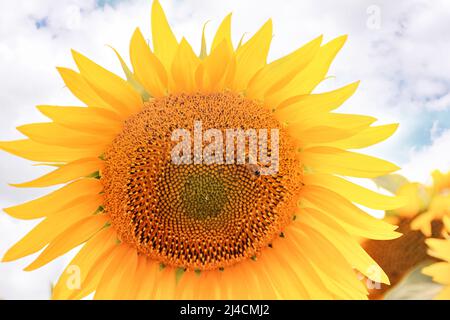 Schöne gelbe Sonnenblume auf einem Hintergrund des blauen Himmels. Die Biene sammelt Nektar und Pollen. Helles Sonnenlicht erhellt die Blume. Es ist ein Symbol der Ukraine. Stockfoto