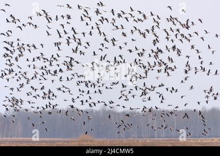 Große Herde von Gänsen (Anser fabalis) und Großgänsen (Anser albifrons) im Frühjahr über Bäumen in der Nähe des Feldes im Flug Stockfoto