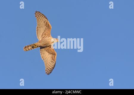 Junger Nordgoshawk (Accipiter gentilis) im schnellen Flug am blauen Himmel mit beleuchteten Körper und Flügeln Stockfoto