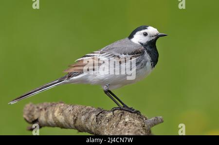 Erwachsene männliche weiße Bachstelze (Motacilla alba), die im Sommer auf einem kleinen Ast mit sauberem grünen Hintergrund posiert Stockfoto