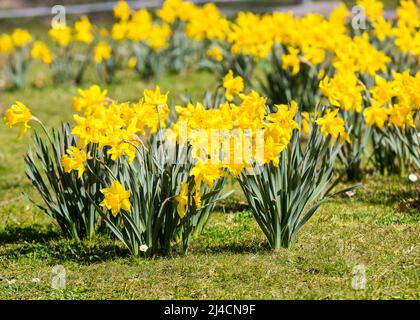 Narzisse in Blüte, Deutschland Stockfoto