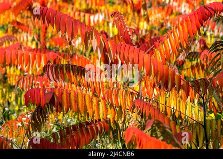 Staghorn-Sumac (Rhus typhina) in Herbstfarbe, Baden-Württemberg, Deutschland Stockfoto