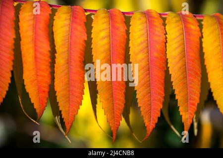 Blatt des Staghornsumacs (Rhus typhina) in Herbstfärbung, Baden-Württemberg, Deutschland Stockfoto