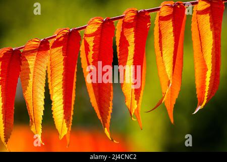 Blatt des Staghornsumacs (Rhus typhina) in Herbstfärbung, Baden-Württemberg, Deutschland Stockfoto