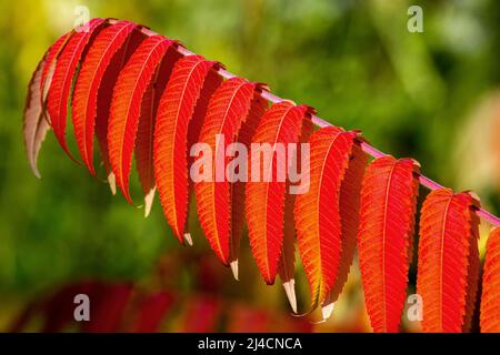 Blatt des Staghornsumacs (Rhus typhina) in Herbstfärbung, Baden-Württemberg, Deutschland Stockfoto