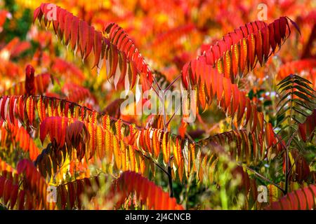 Staghorn-Sumac (Rhus typhina) in Herbstfarbe, Baden-Württemberg, Deutschland Stockfoto