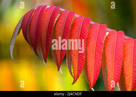 Blatt des Staghornsumacs (Rhus typhina) in Herbstfärbung, Baden-Württemberg, Deutschland Stockfoto