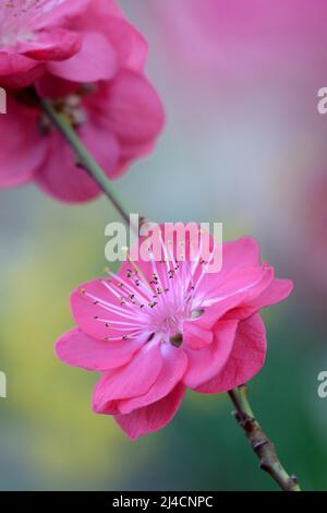 Japanischer Zierpfirsich, Pfirsichbaum (Prunus persica) 'Melred Stockfoto