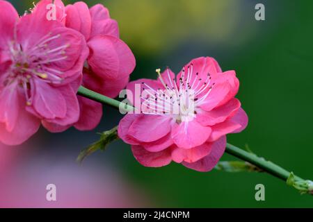 Japanischer Zierpfirsich, Pfirsichbaum (Prunus persica) 'Melred Stockfoto